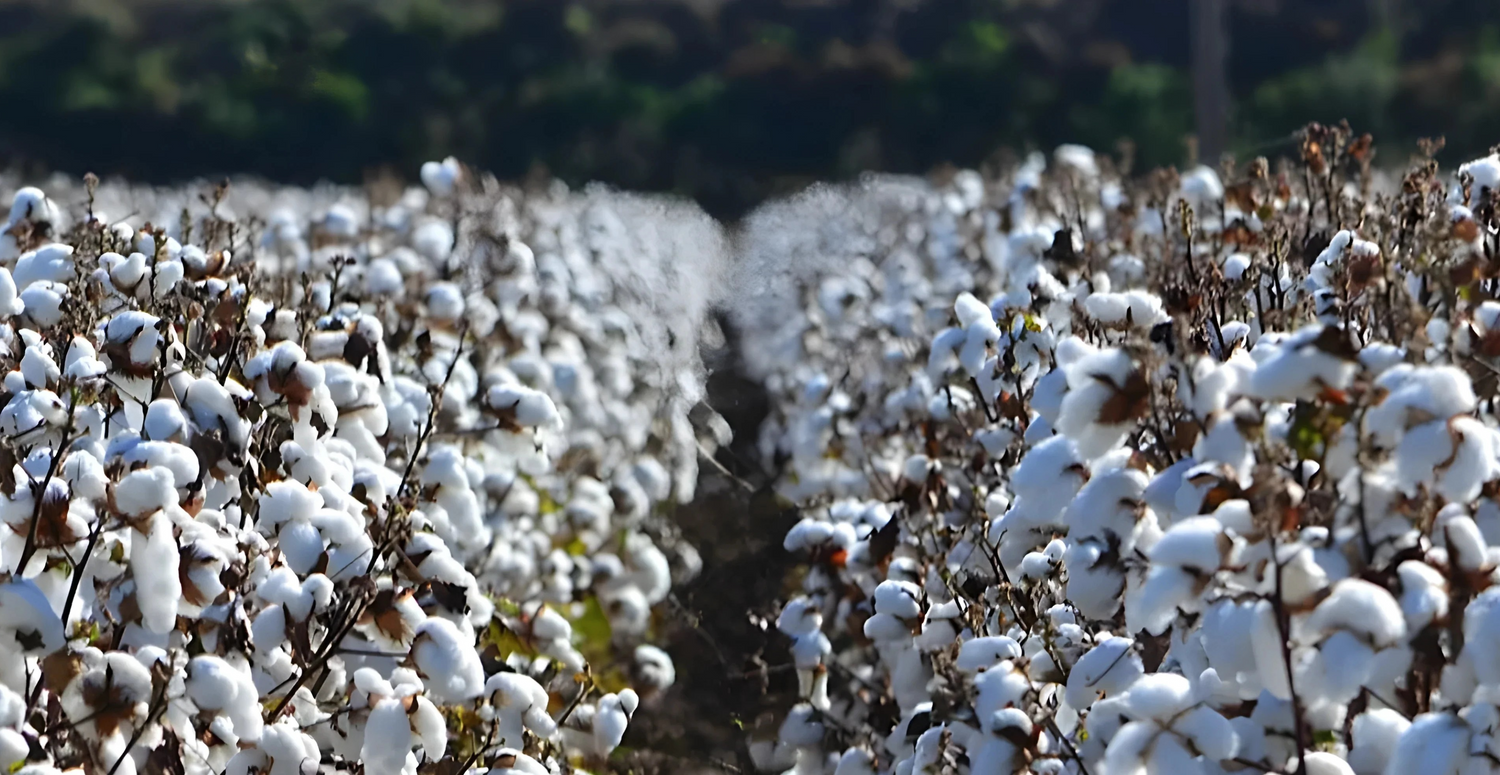 Egyptian Cotton V Cotton
