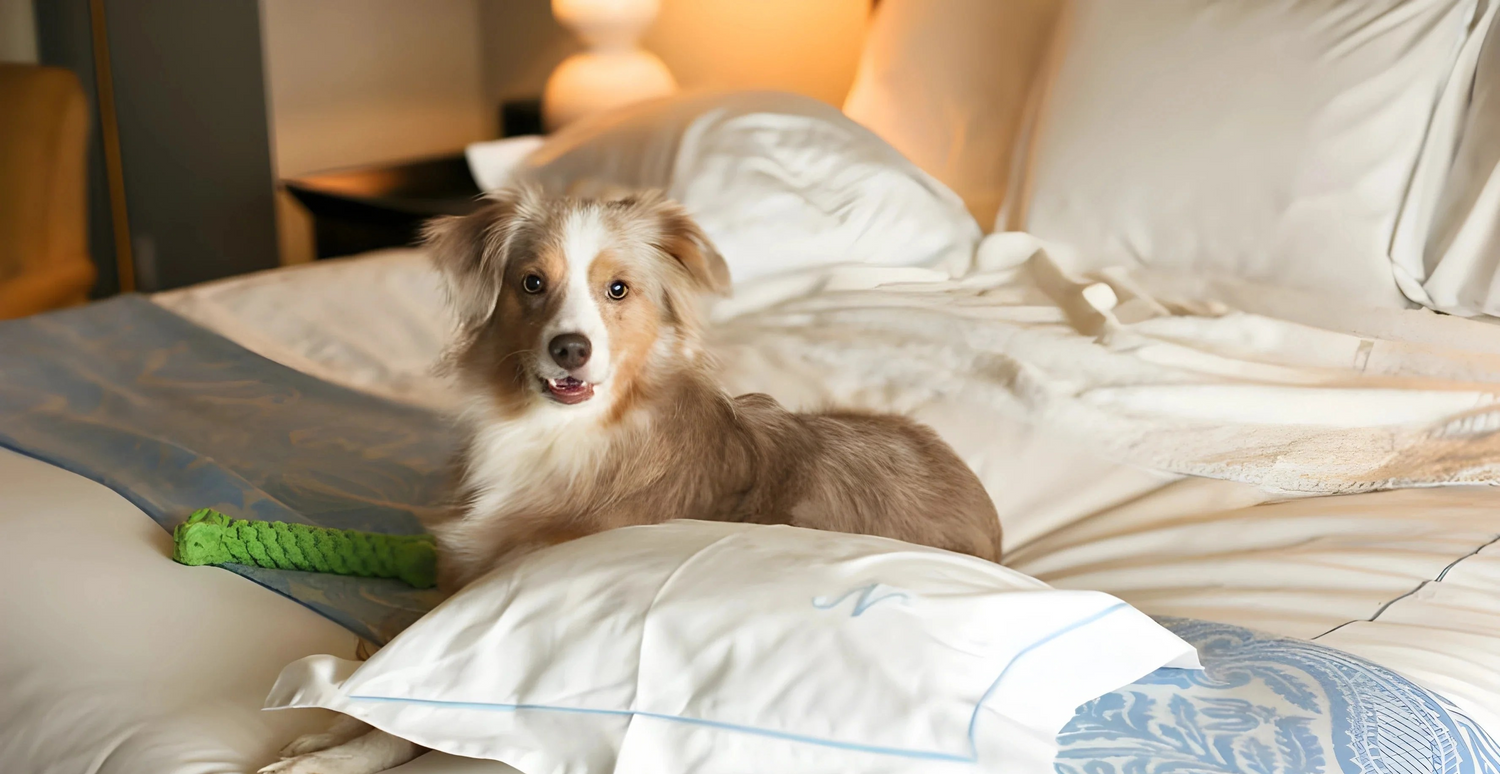 The Best Way to Clean Your Duvet Cover When You Have Pets